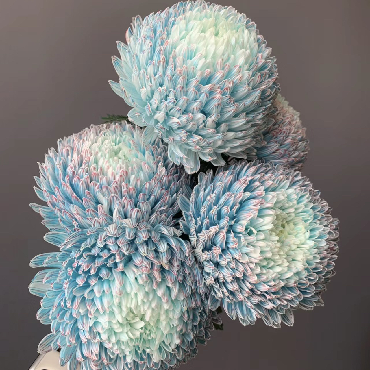 牡丹菊中号【任意2单冷链包邮】青花瓷丰岛梦幻紫吸色菊花