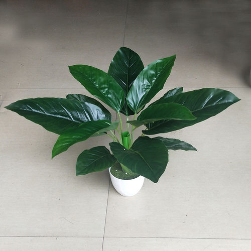 万年青花价格 万年青花图片 星期三