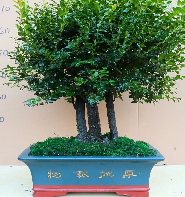 高档陶瓷小叶紫檀盆景树桩办公桌