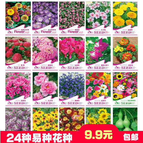 花卉家庭種子四季種易活開花不斷桌面陽臺太陽花向日葵七里香花籽