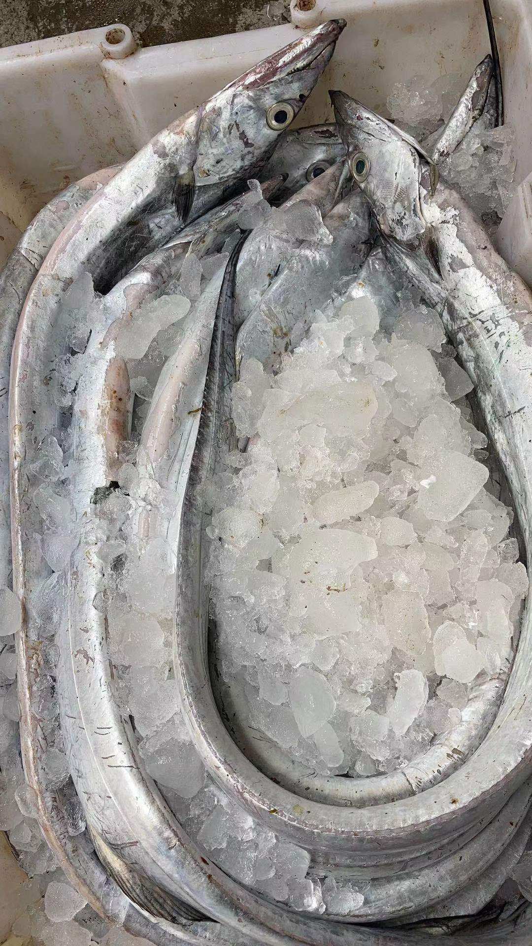 舟山本地新鲜油带鱼1-2斤一条