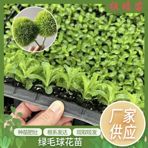 绿毛球花苗绿石竹盆栽绿植基地直发绿毛康居家花艺盆景石竹球花卉
