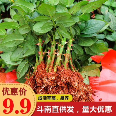 绿植玫瑰室外易活月季小苗包邮