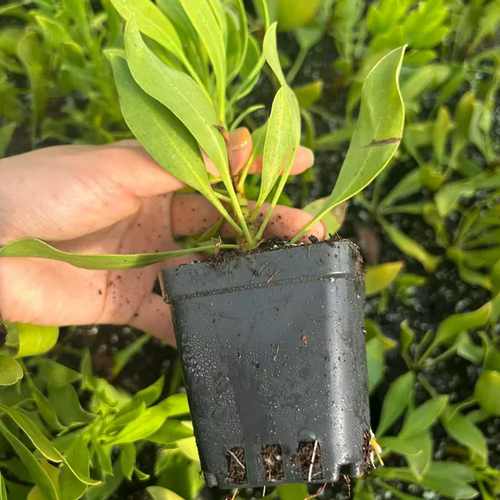 云南基地高端帝王花种苗 红帝王公主花 耐寒易养 盆栽地栽花卉苗