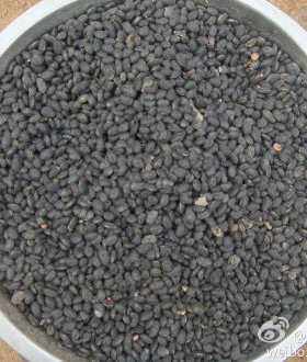 太行山山西武乡 农家黄仁小黑豆 扁黑豆 笨黑豆 豆浆用黑豆