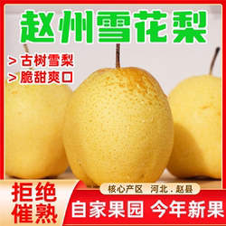 河北赵县雪花梨新鲜当季特级雪梨秋冬水果9斤整箱包邮梨子批发