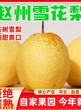 河北赵县雪花梨新鲜当季古树特级雪梨秋冬水果9斤整箱包邮梨子