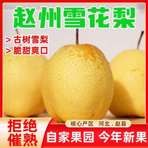 赵县雪花梨25年新果雪梨特级精品