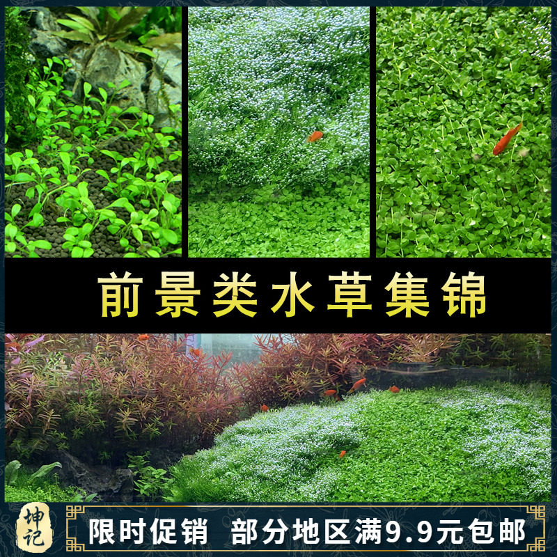 前景水草趴爬地迷你矮珍珠天湖荽牛毛挖耳 水族箱鱼缸造景装饰水|ruв категории животное/Животное питание и принадлежностей, аквариум мира, аквариум аквариум оборудования и т.д., тростник - от Buy2taobao.com для оказания профессиональной услуги покупки агента Taobao
