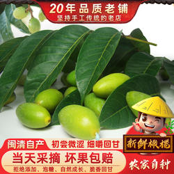 新鲜采摘青橄榄果新鲜檀香橄榄500g福建福州闽清特产水果
