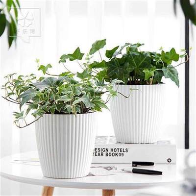 Ivy potted plant indoor purification air hanin orchid