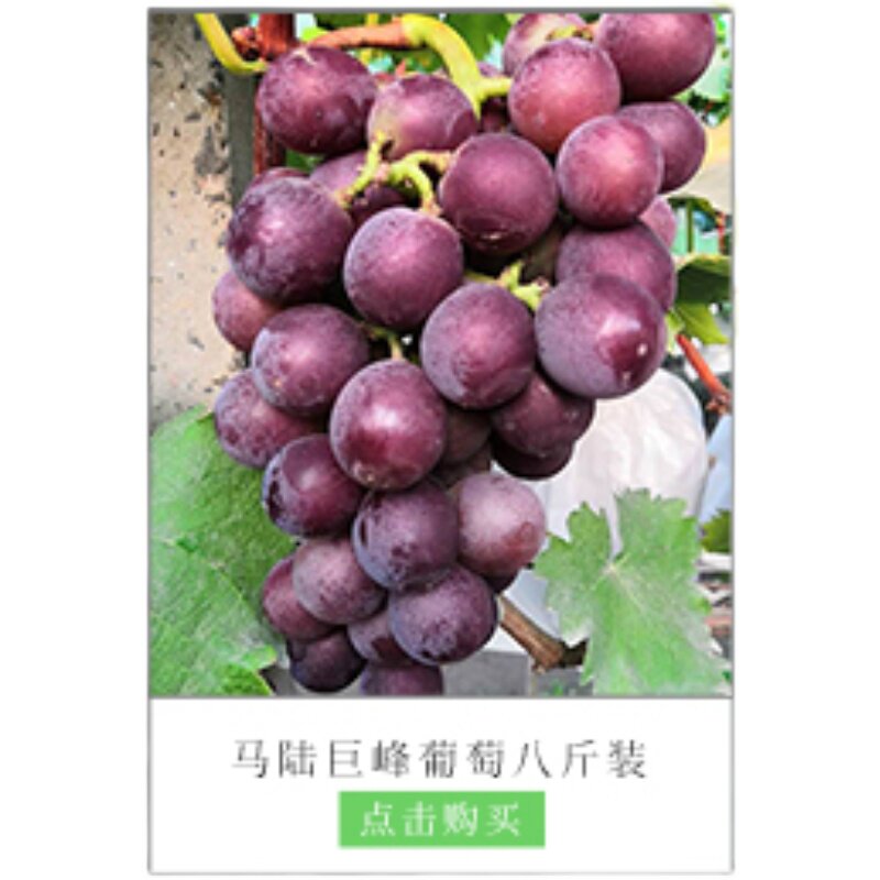 马陆葡萄农家产品时令水果孕妇水葡萄/提子
