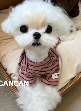 狗狗衣服条纹马尔济斯秋装宠物猫咪衣服泰迪比熊博美保暖防掉毛