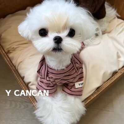 小型犬狗狗猫咪条纹秋冬保暖