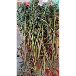 自然晾晒干野生整棵带根扫帚菜扫帚苗地肤子苗地肤苗全草干品煮水