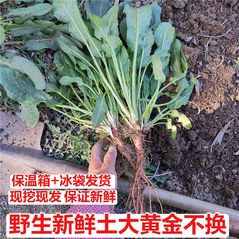 现挖整棵根金不换野生新鲜土大黄菠菜血三七洋铁叶子根牛西羊蹄