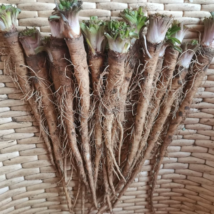 新鲜野生婆罗门参根西洋牛剪牛蒡网红特大蒲公英根野兔奶菜板凳腿