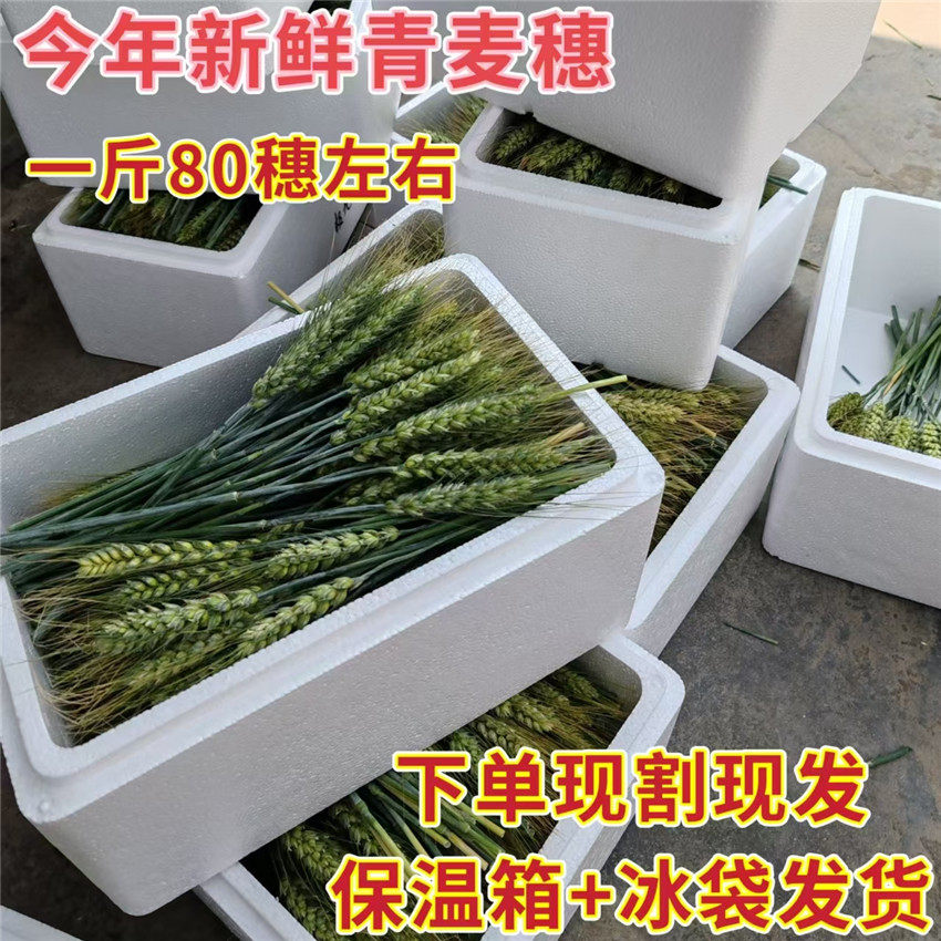 2026年新鲜小麦穗带杆青嫩麦子穗烧烤火烤麦穗煮粥小麦粒麦籽