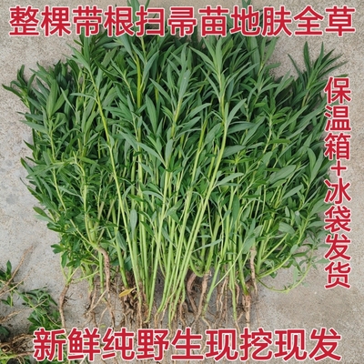 整棵带根新鲜扫帚菜扫帚苗地肤子苗地肤苗全草煮水扫帚草下单现挖