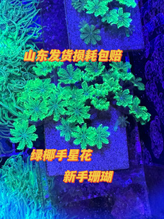 绿椰手星花大手心花珊瑚人工大手星花绿芯手星花珊瑚海水宠物