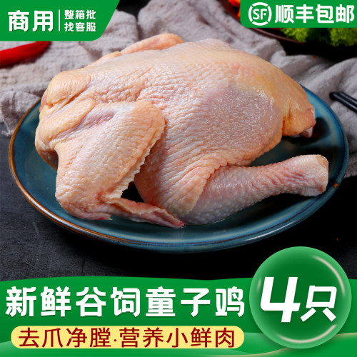 新鲜童子鸡西装鸡三黄鸡顺丰包邮