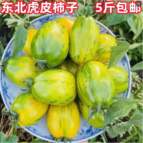 东北黄皮球柿子虎皮花皮球新鲜