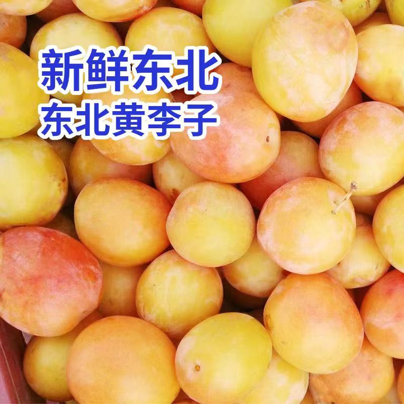 东北黄李子新鲜干碗脱骨晚黄李子