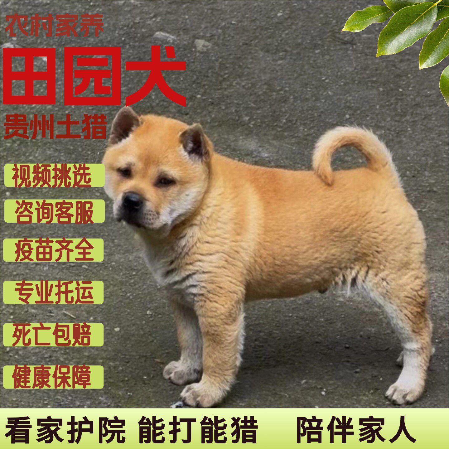 中华田园犬贵州土猎狗纯种黄狗白面幼犬看家护院能打能猎陪伴宠物图片