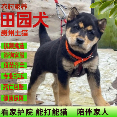 贵州土猎纯种田园犬幼犬四眼铁包金虎头猫耳精品狗活体宠物看家犬