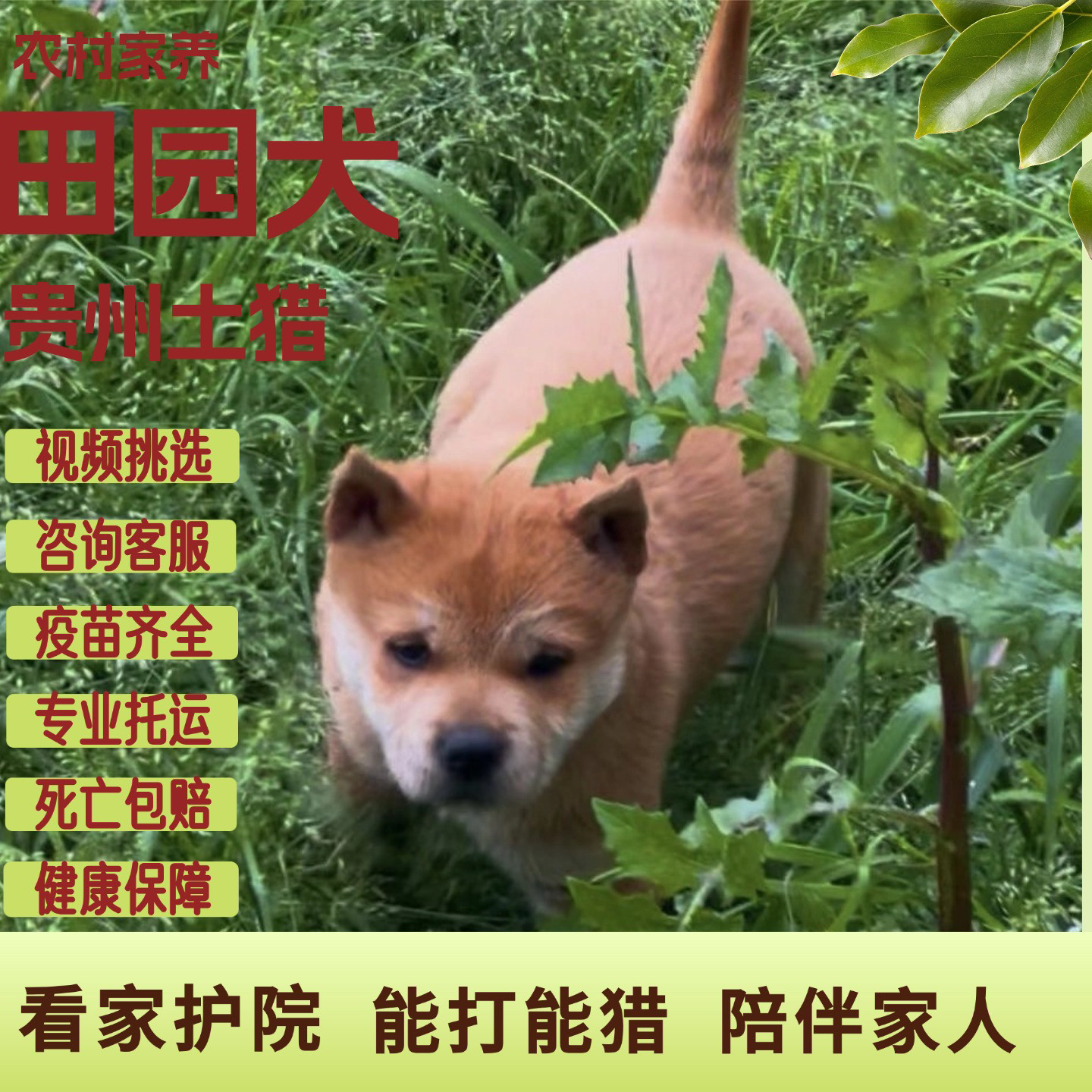 贵州土猎纯种中华田园犬幼犬看家护院能打能猎陪伴犬黄狗白面精品图片