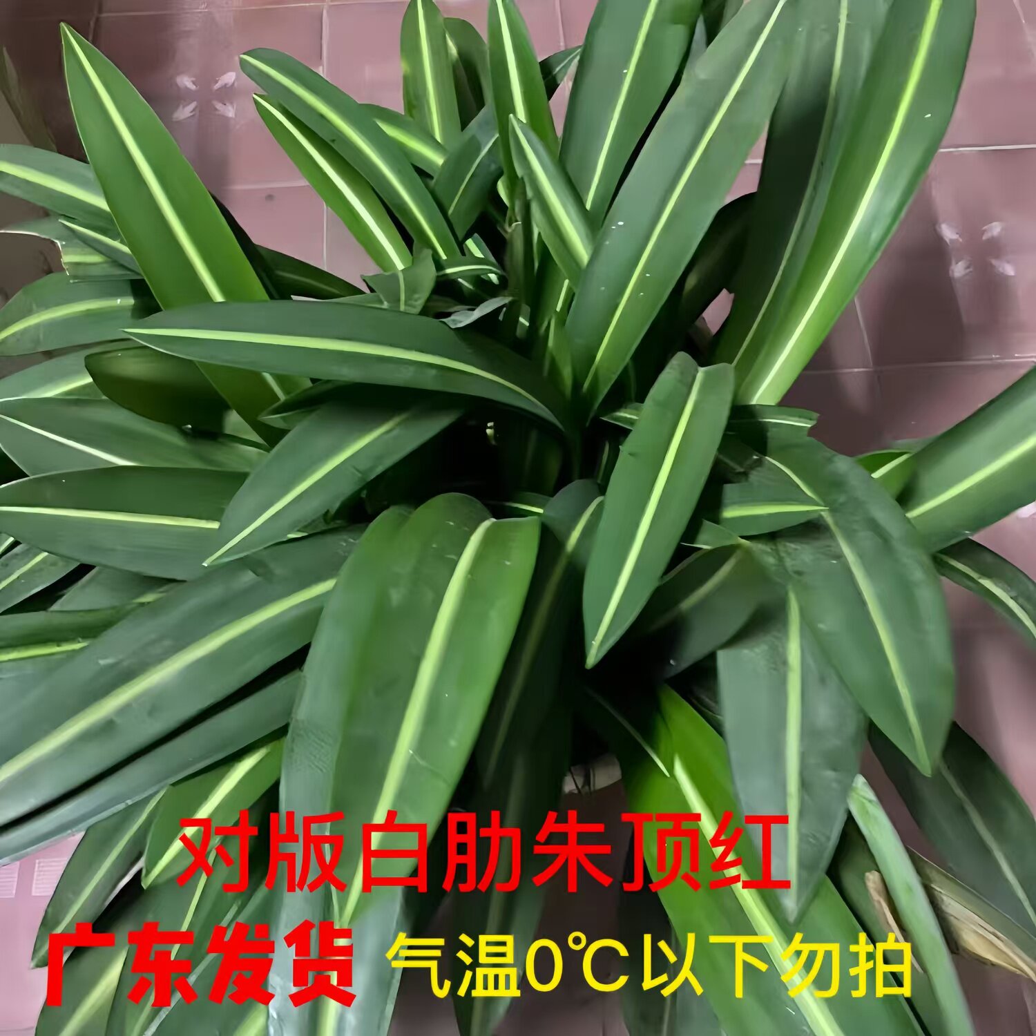 四季土白肋朱顶红盆栽加菲尔德夫人稀大球根花卉开花苞对版带叶子