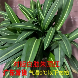 四季土白肋朱顶红盆栽加菲尔德夫人稀大球根花卉开花苞对版带叶子