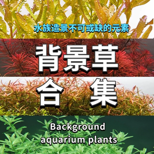 背景水草合集小宝塔宫庭蝴蝶虎耳鱼缸造景百分百水下叶