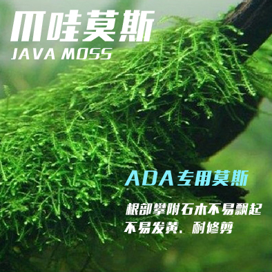 水草造景莫斯爪哇沉木杜鹃根