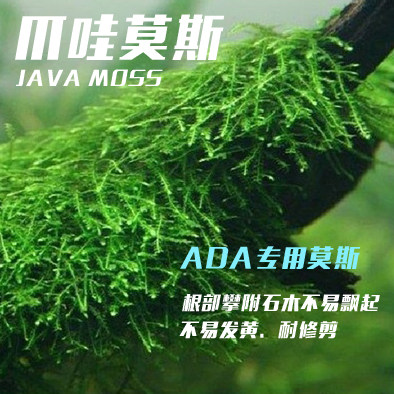 水草造景莫斯爪哇莫斯JAVAMOSS Taxiphyllum barbieri 沉木杜鹃根