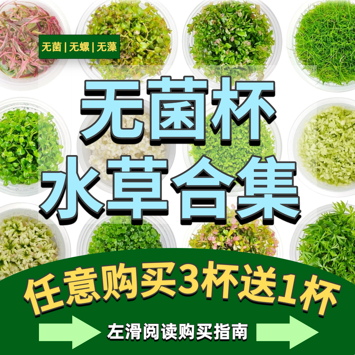 无菌杯水草荷兰景无螺无藻新手鱼缸水草造景
