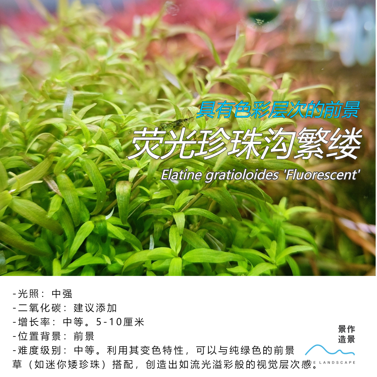 荧光珍珠沟繁缕水下叶前中景水草造景