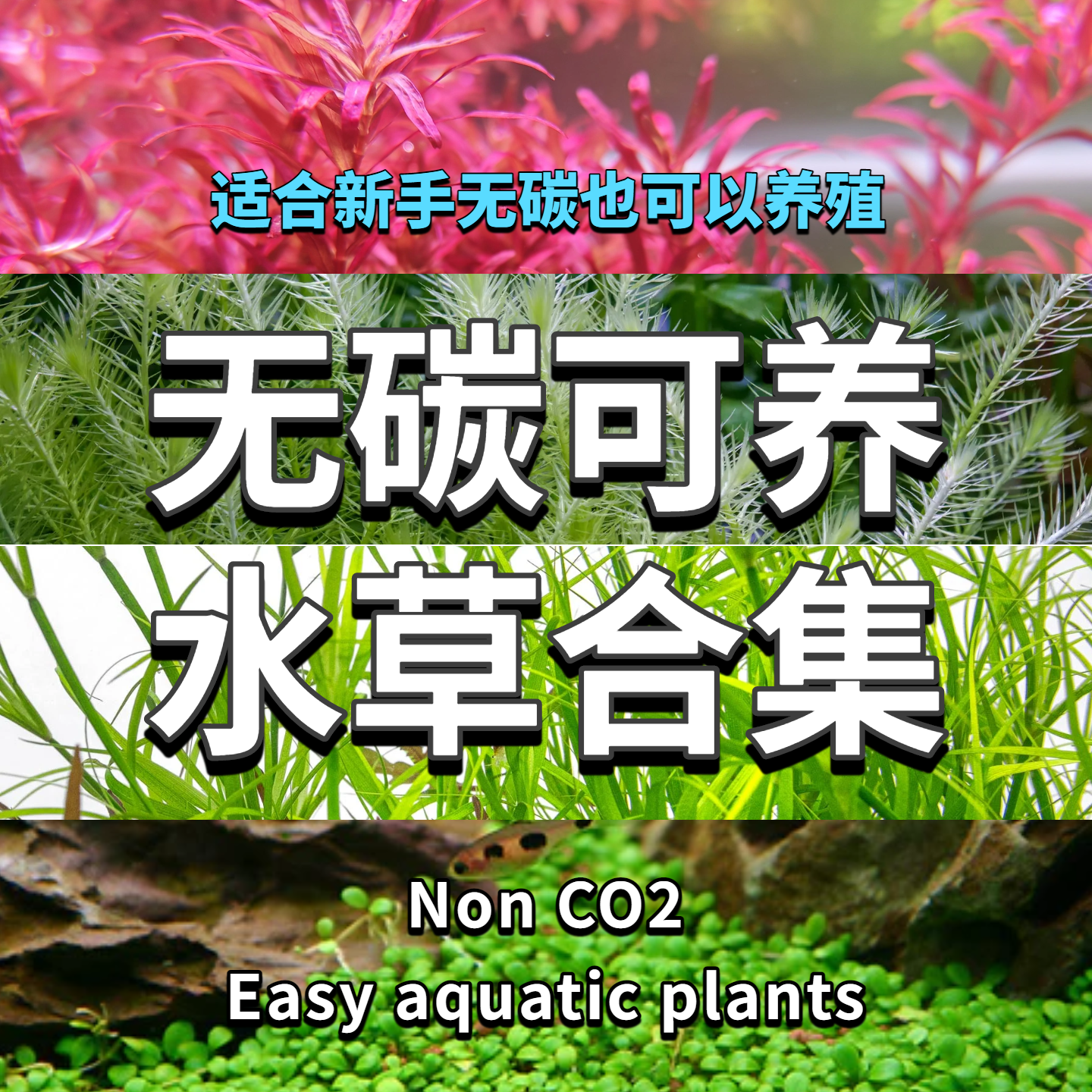 无二氧化碳可养新手友好水草水下叶无菌杯水草造景