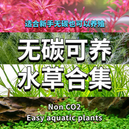 无二氧化碳可养新手友好水草水下叶无菌杯水草造景