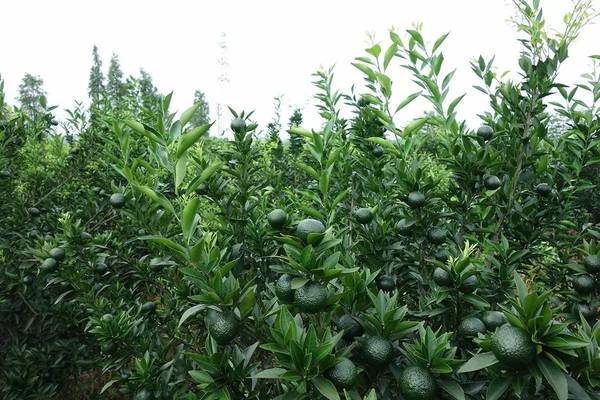 新会2021年东甲原枝小青柑 二十年云南老普洱耐泡小青柑