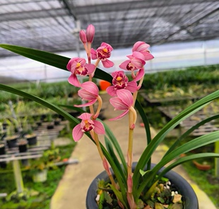 兰花苗矮种荷瓣红荷花卉盆景绿植盆栽丹宫玉荷一苗50元