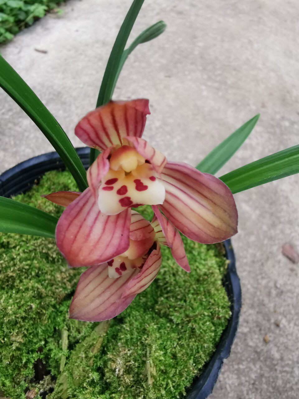 兰花春兰荷瓣红荷一苗60元