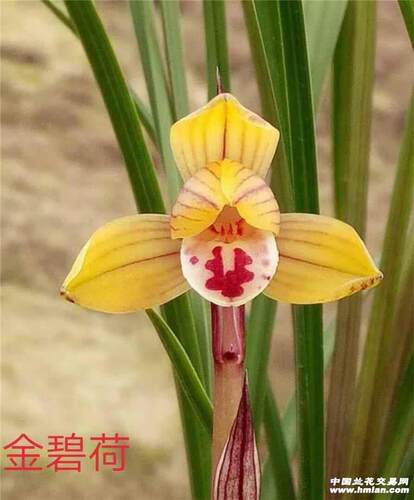 兰花香豆瓣兰金碧荷一苗30元