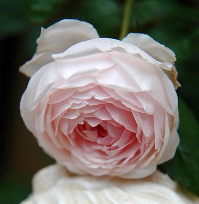 粉妆楼/玉玲珑月季花苗 灌木多季开包子阳台花园庭院地栽植物花卉