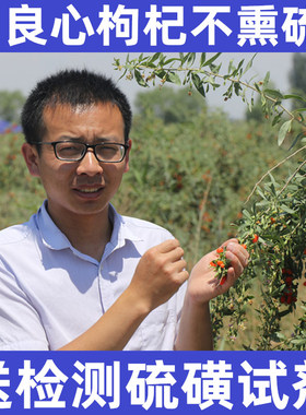不熏硫宁夏农家本色枸杞直销  新货道地中宁无熏染  苟杞自产包邮