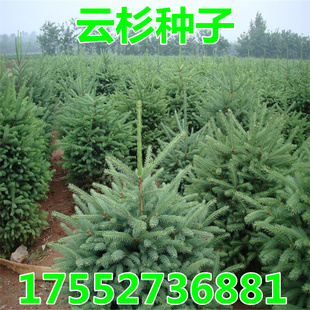 云杉种子新采杉木种子云杉树种子茂县云杉杉树种子绿化树木包邮