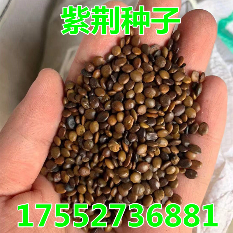 新采紫荆种子 巨紫荆种子 紫荆花种子满条红紫荆树种子 四季播种