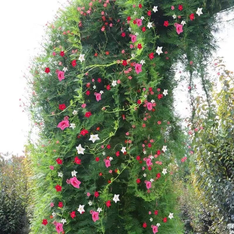 羽叶茑萝花籽五角星花卉种子庭院爬藤盆栽阳台四季易种活开花不断