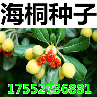 优质林木种子 花卉种子 海桐种子 苗木种子海桐球种子净种子包邮