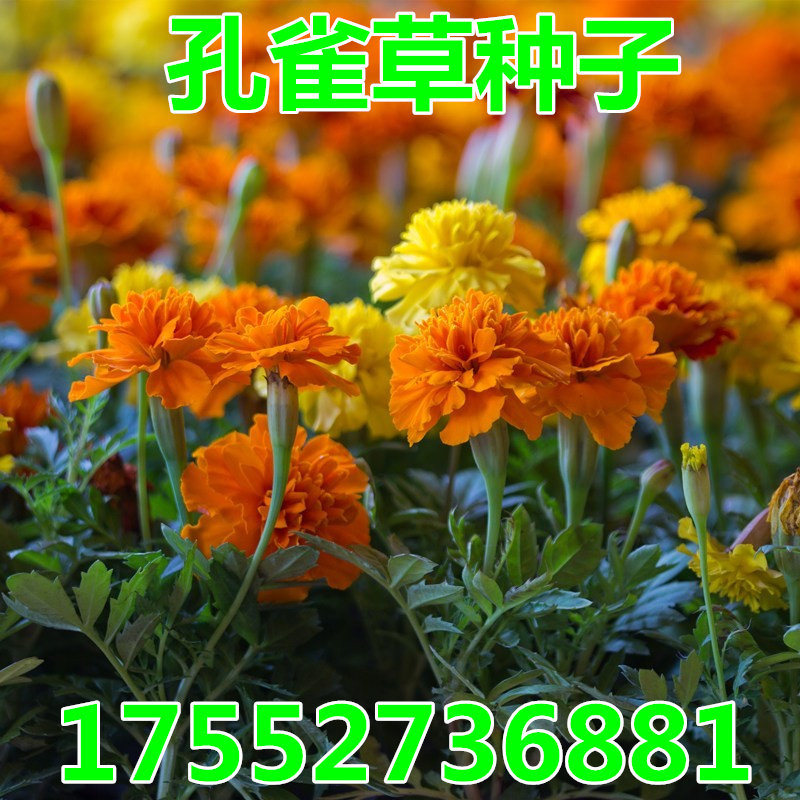 孔雀草种子观花种子四季播易活花卉景观园林花海绿化工程种子包邮